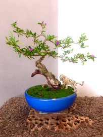 Nguyên ngày nay chỉ dành thời gian để đóng mấy TP tặng mà ko xong