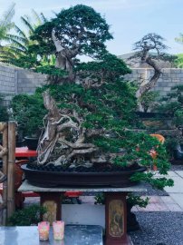 Cùng ngăm trăng thanh mọi người ạ