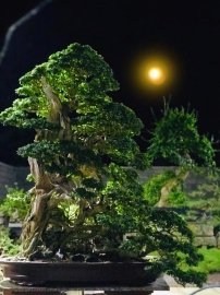 Cùng ngăm trăng thanh mọi người ạ