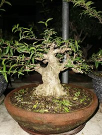 Khoe làm chi để ổng hỏi sáng tới giờ đành bán thôi