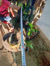 Giao lưu cây cẩm thị đẹp giá 300k slh 0932037789