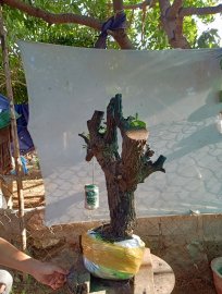 Giao lưu cây cẩm thị đẹp giá 300k slh 0932037789