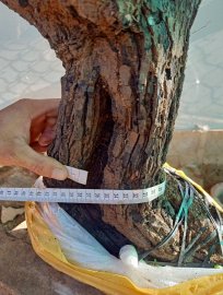 Giao lưu cây cẩm thị đẹp giá 300k slh 0932037789