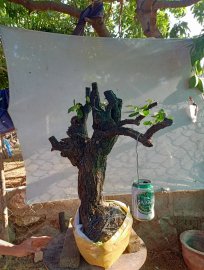 Giao lưu cây cẩm thị đẹp giá 300k slh 0932037789