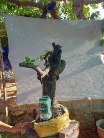 Giao lưu cây cẩm thị đẹp giá 300k slh 0932037789