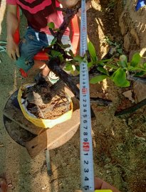 Giao lưu cây cẩm thị cốt lắc ,, giá 300k slh 0932037789