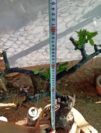 Giao lưu cây cẩm thị cốt lắc ,, giá 300k slh 0932037789