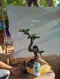 Giao lưu cây cẩm thị cốt lắc ,, giá 300k slh 0932037789