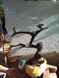 Giao lưu cây cẩm thị cốt lắc ,, giá 300k slh 0932037789