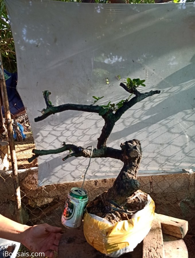Giao lưu cây cẩm thị cốt lắc ,, giá 300k slh 0932037789