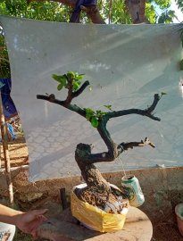 Giao lưu cây cẩm thị cốt lắc ,, giá 300k slh 0932037789