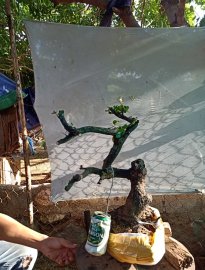 Giao lưu cây cẩm thị cốt lắc ,, giá 300k slh 0932037789