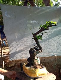 Giao lưu cây cẩm thị cốt lắc ,, giá 300k slh 0932037789
