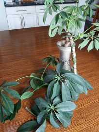 My plant.