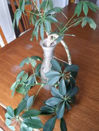 My plant.