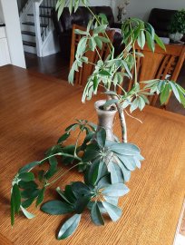 My plant.