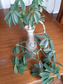 My plant.
