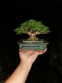 Lại khoe, cây chưa gl ae nhé!