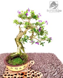 Khoe sắc nắng mai