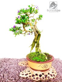Khoe sắc nắng mai