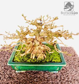 Lực sỹ đến từ sông Hinh