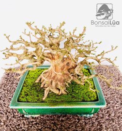 Lực sỹ đến từ sông Hinh