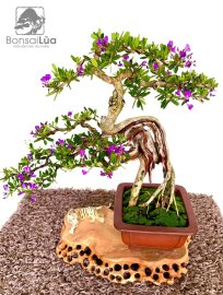 Tác phẩm: CÕNG CHA