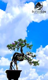Tác phẩm: CÕNG CHA