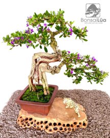 Tác phẩm: CÕNG CHA