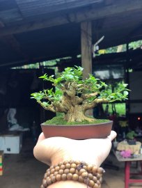 Sam Hương Mini - Cao 8cm