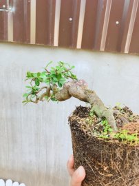 Hải châu giờ mấy ai chơi nhỉ