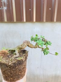 Hải châu giờ mấy ai chơi nhỉ