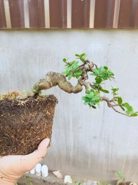 Hải châu giờ mấy ai chơi nhỉ
