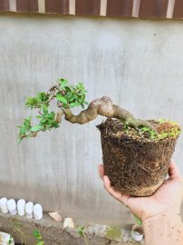 Hải châu giờ mấy ai chơi nhỉ