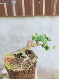 Hải châu giờ mấy ai chơi nhỉ
