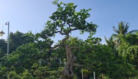 Giao lưu nguyệt quế hoa chùm