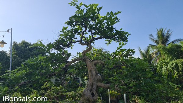 Giao lưu nguyệt quế hoa chùm