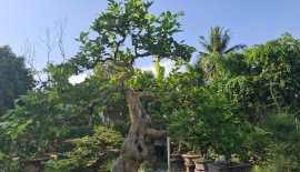 Giao lưu nguyệt quế hoa chùm