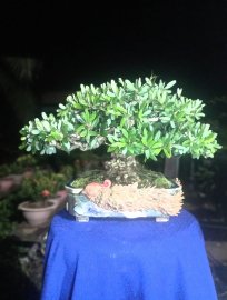 Linh sam tùng nguyên