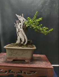 Em Ngọc lũa đẹp, đang hoa quả