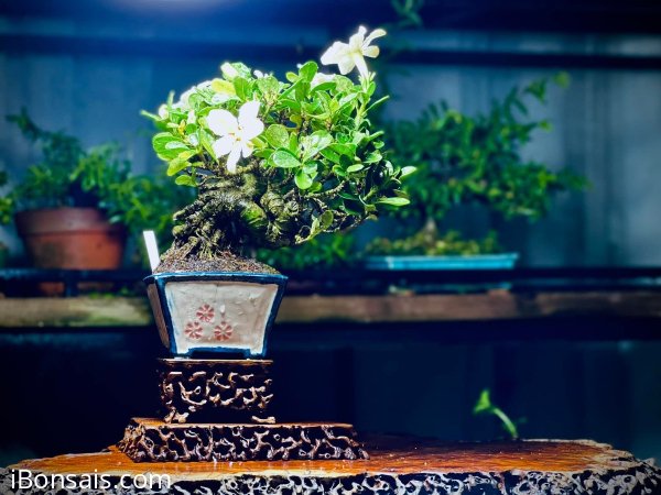 Dành Dành Nhật Bản. GL ae