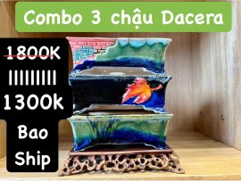 Combo 3 chậu Dacera