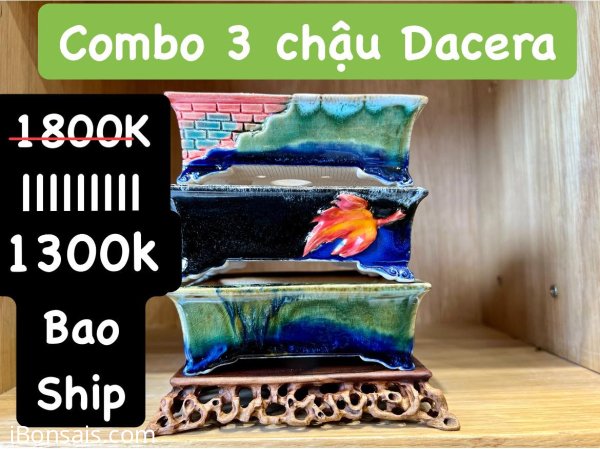 Combo 3 chậu Dacera