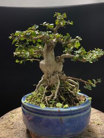 Sam trái hàng ghiền ai yêu khong ạ