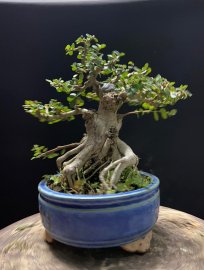 Sam trái hàng ghiền ai yêu khong ạ