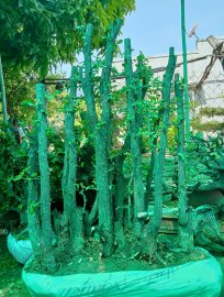 Cụm cẩm thị