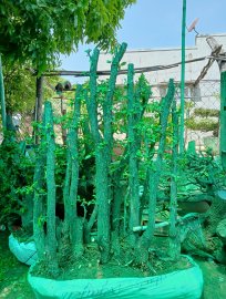 Cụm cẩm thị