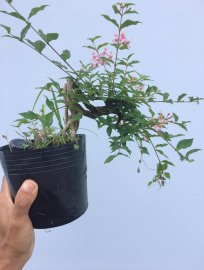 Hồng Ngọc Mai