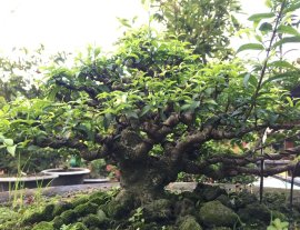 Cây để nuôi cho ra thành phẩm
