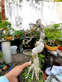 Mai chiếu thủy lá lớn già quái ae khoái ới em ạ
